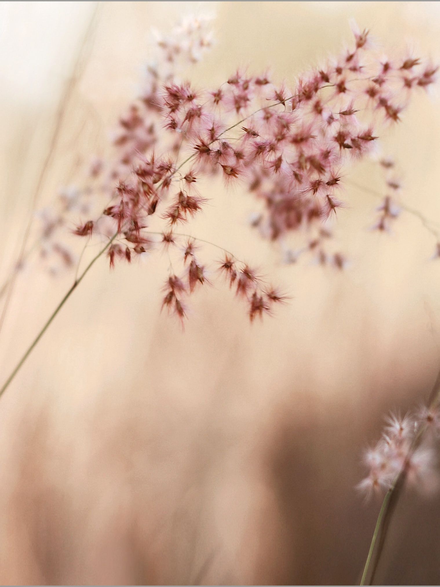 Flächenvorhang mit Blumen Stoffmuster