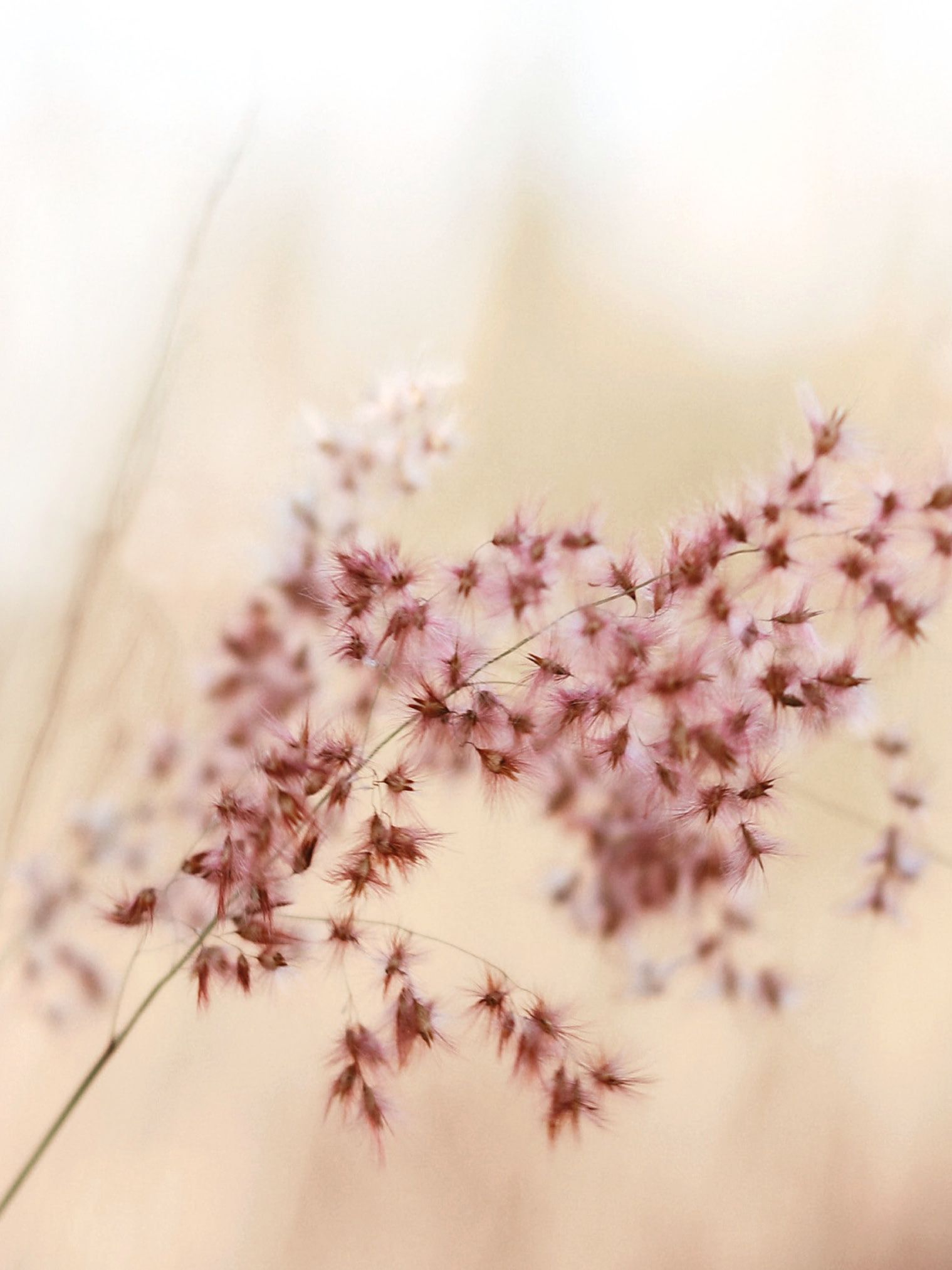 Teba Flaechenvorhang mit hellem floralen Dessin